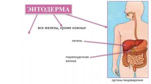 Биология 9 класс. Индивидуальное развитие