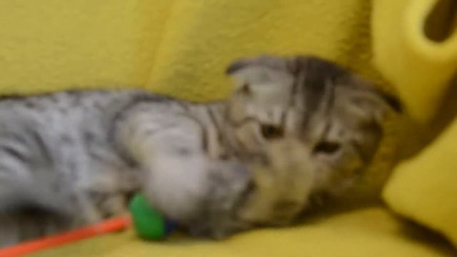 Котята для Вас! Предлагаем: Котята вислоухие пятнистого окраса.
