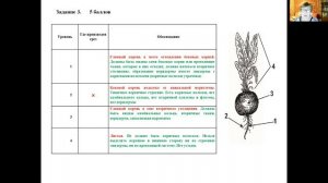 Разбор олимпиадных заданий по биологии. Региональный этап. Физиология и анатомия растений. 10 класс