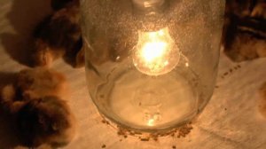 Инкубация куриных яиц, наши цыплята!