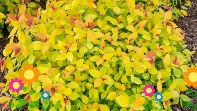 Спирея японская мерло голд. Краткий обзор, описание характеристик spiraea japonica Merlo Gold