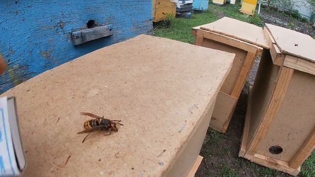 Май, пчелы, пасека
