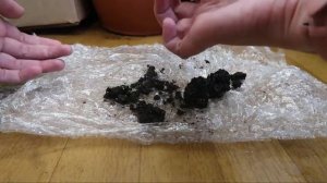 Папортник Дассада вариегатная (Dassada var)/ Отличия от Tiger Fern / И еще одна неСенсация