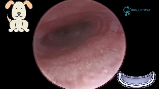 Dog Tracheal collapse Grade 2/ Коллапс трахеи 2 степени, коллапс бронхов 2 степени смотреть онлайн