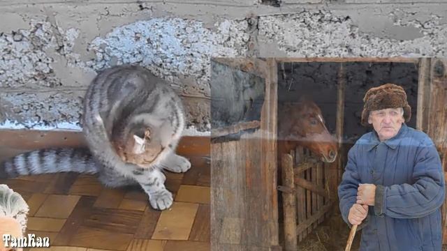 Что вы знаете о кошках. Сказка про умывание.Немного истории. смотреть онлайн