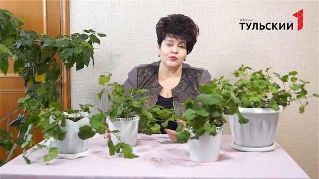 виды пеларгоний
