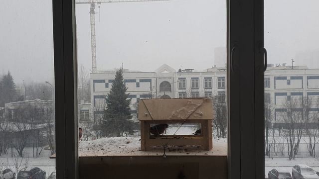 Снегири За Окном , чем кормить птиц зимой. смотреть онлайн