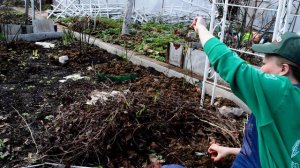 Как обрезать клематис весной? Правильная обрезка и подкормка клематиса после зимы