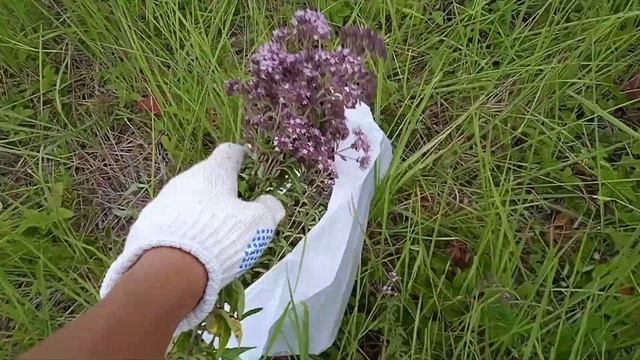 Как правильно собирать душицу. смотреть онлайн