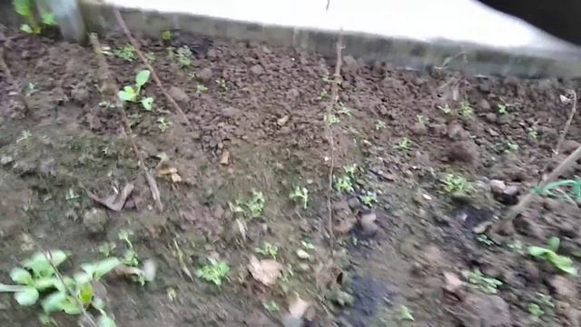 Превращение парника в питомник саженцев смотреть онлайн