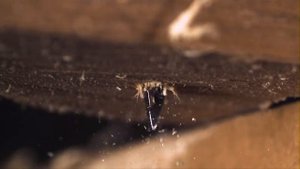 ПЕРОВОЕ СВЕРЛО В РАБОТЕ | ЗАМЕДЛЕННАЯ СЪЕМКА | 1000 FPS