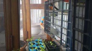 Как я выращиваю перец и астры на балконе.