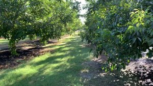 Семилетний сад грецкого ореха в Калифорнии сорта Чандлер (Chandler)