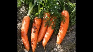 Carrot Juice as Antioxidant, Eyesight, Vitamin A, Biotin, and Potassium