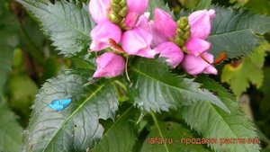 Хелоне косая (chelone obliqua) ? косая хелоне обзор: как сажать, рассада хелоне