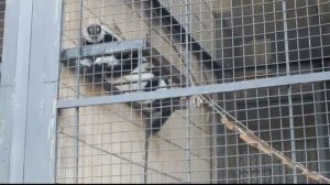 Кричащий лемур вари