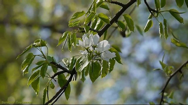 Александр Гуляев (гр.Чернильное Небо) - Весенний луч.