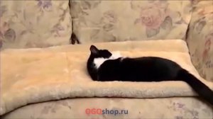 Домик лежанка для собак и кошек Kitty Shack