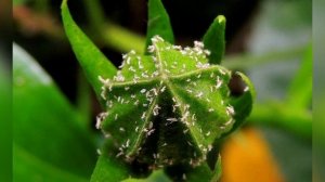 Белокрылка. Белая мушка на цветах и рассаде