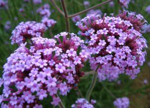 Примадонна современной садовой моды Вербена бонарская - Verbena bonariensis