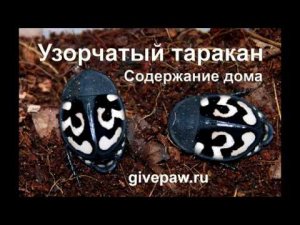 Экзотический насекомые - содержание дома узорчатых тараканов