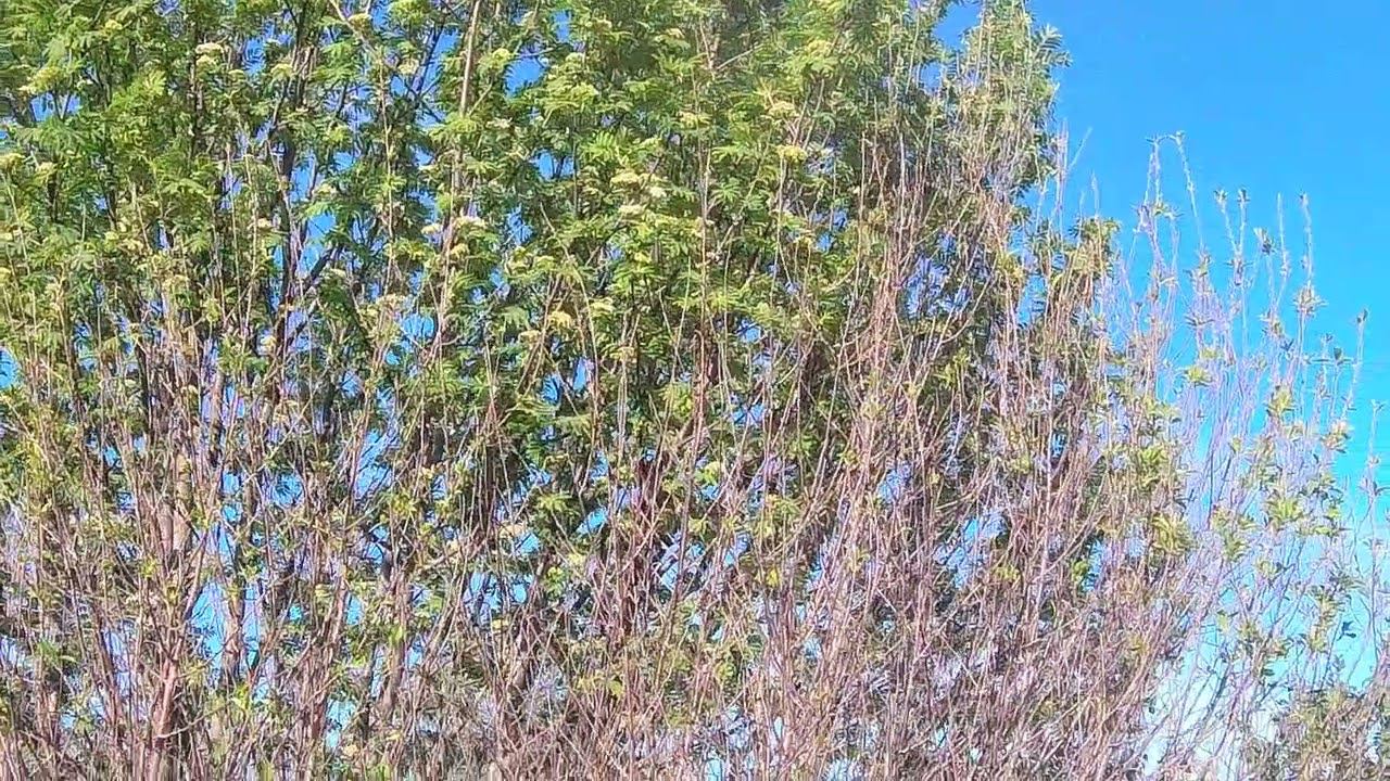 Приметы пчеловода. смотреть онлайн