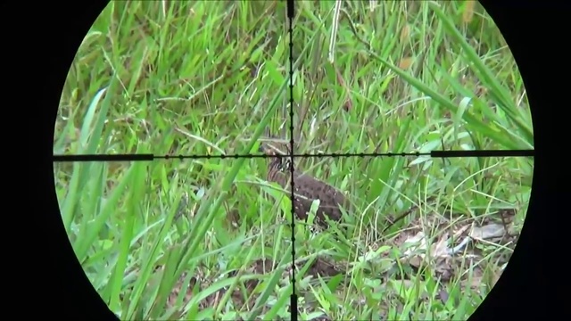 PCP пневматика. Охота на перепелов. Benjamín Maraunder 5.5 mm. смотреть онлайн