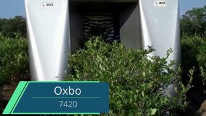 Видеообзор комбайнов для уборки голубики садовой