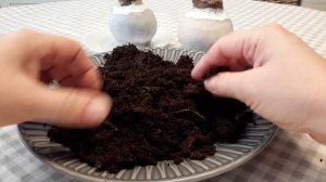 АМАРИЛЛИС В ВОСКЕ  /  ЖИВАЯ КОМПОЗИЦИЯ...