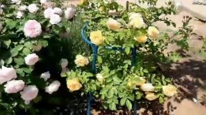 Цветение роз Восточный Экспресс, Терракота, Мадмуазель Мейян, Чиппендейл, Травиата и др.