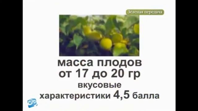 Сорта сливы и груши смотреть онлайн