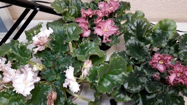 АВ-Мексиканский Тушкан, как процвели детки. Лист дает цветоносы??? А что потом? смотреть онлайн