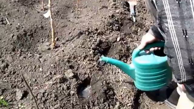 Как посеять Подсолнухи. Посев семечек подсолнечника