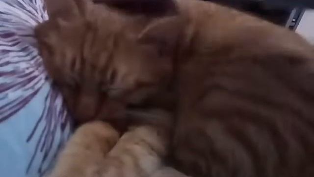 Кот скулит во сне смотреть онлайн