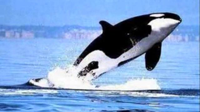 Gheorghe Zamfir pan flute (only for lonely hearts) смотреть онлайн