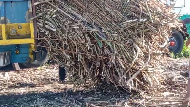 How to lift "intestine dragging" cane load? ?? #FirstFarmers #UCSPA смотреть онлайн