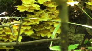 ЭКЗОТИЧЕСКИЕ, СТРАННЫЕ И ЗАГАДОЧНЫЕ ГРИБЫ ИЛЬМАКИ ВЁШЕНКА ЛИМОННАЯ. Грибы на дереве.