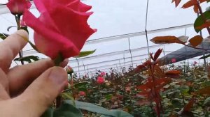 Обзор сорта розы Pink Floyd  в теплице на Эквадорской плантации