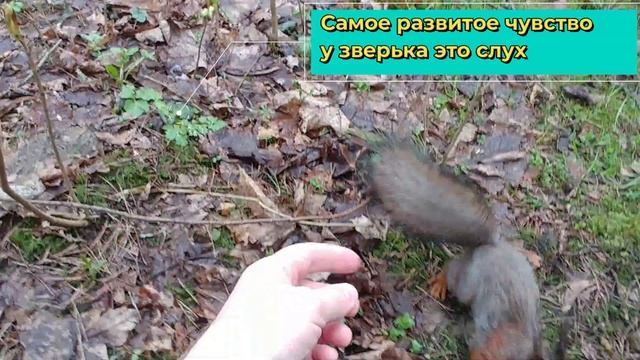 Дружелюбние белки-Интересные факты о белках-кормим белочек/Squirrels in the wood 2021