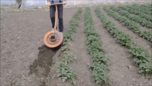 БИОЛОГИЯ. Окучивание картофеля.