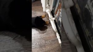 Щенок ротвейлера один месяц