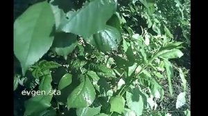 Кока кола против тли