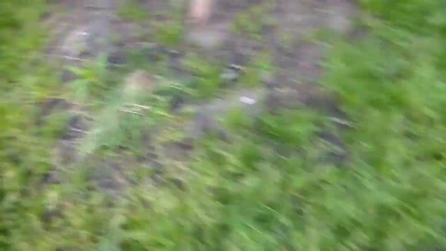 Защита коры деревьев от кошек. Лайвхак из пластиковой баклажки. Коты точат когти. смотреть онлайн