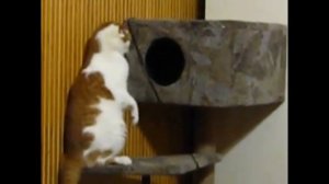 Видели приколы про кошек и собак. Когда забыл кота покормить #30.Кот выгоняет кошку.