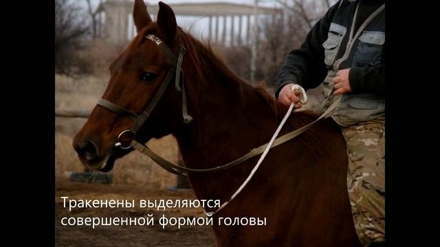Тракены