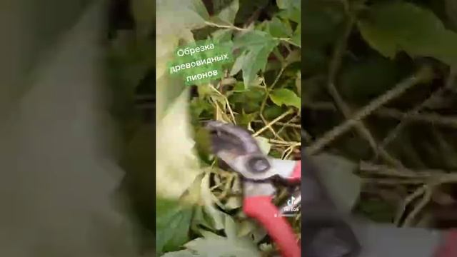 Обрезка древовидных пионов