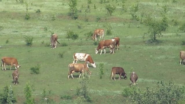 canon sx 50 hs optik zoom смотреть онлайн