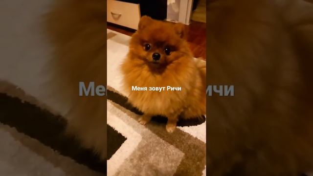Померанец во всей красе)))