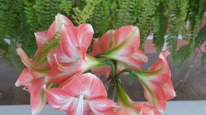 HIPPEASTRUM HÍBRIDO (Amaryllis)