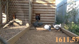 Выгодно ли держать кур? Я вот посчитала...